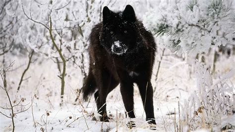 Majestic Black Wolf In Winter Forest Hd Wallpaper