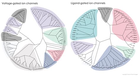 Ion channels - Nanion Technologies