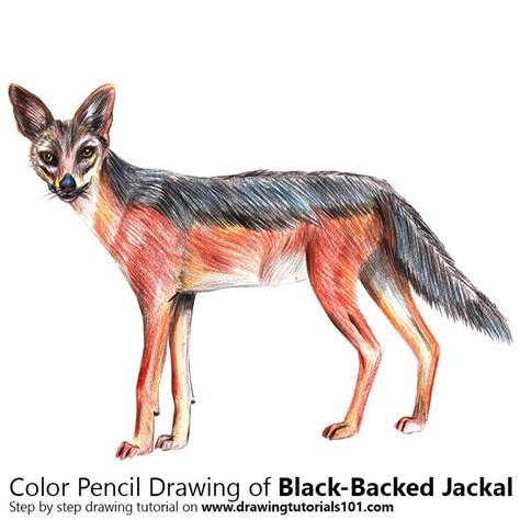 The best free Jackal drawing images. Download from 49 free drawings of ...