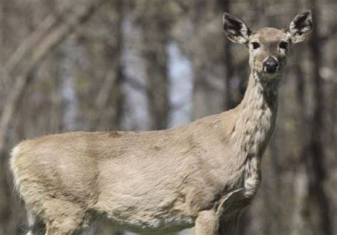 Deer disease continues to spread across Pennsylvania | Pittsburgh Post ...