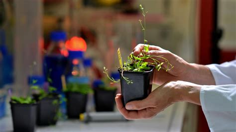 waermesensor regelt wachstum von pflanzen