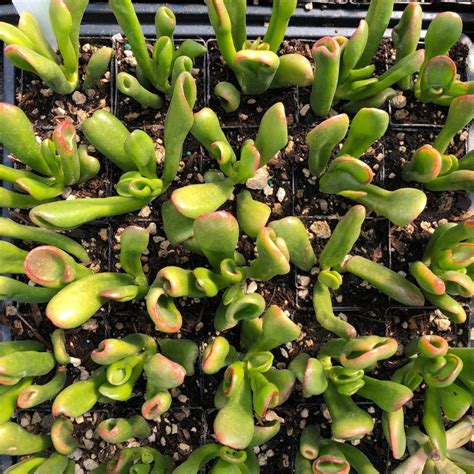 Crassula Ovata Tricolor Hobbit 2 Pot Little Prince To Go