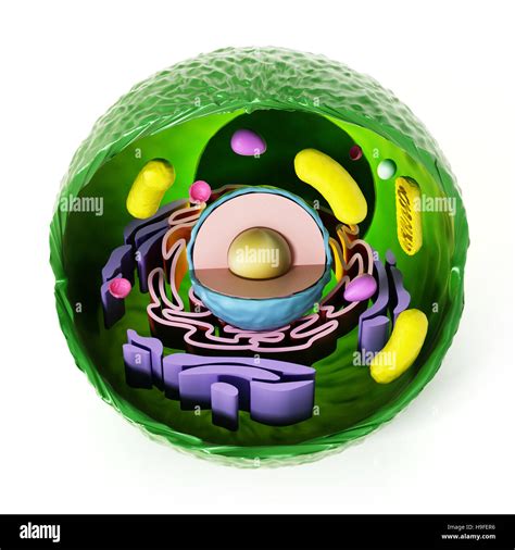 3d Animal Cell Diagram Project