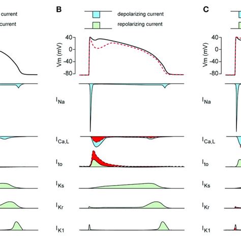 A Schematic Drawing Of The Cardiac Action Potential Ap And Its