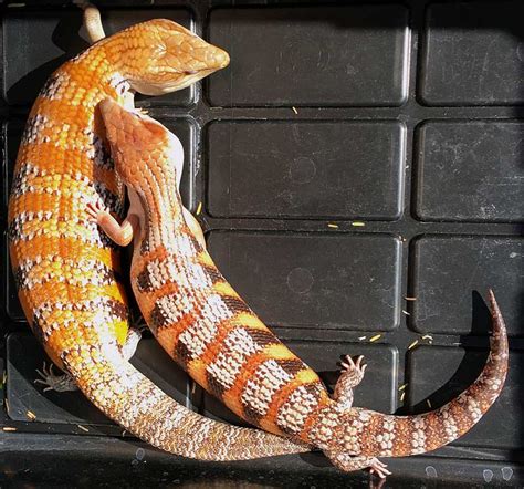 Northern Blue-tongue Skink Breeding 2020 — A Review in Photos – Lizard Cafe