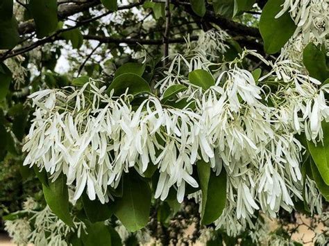 Chionanthus Retusus 10 Seeds Flowering Chinese Fringe Tree Bonsai White Flowers Beautiful