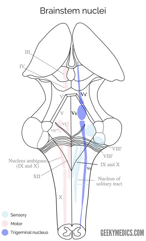 Trigeminal Nerve Nucleus