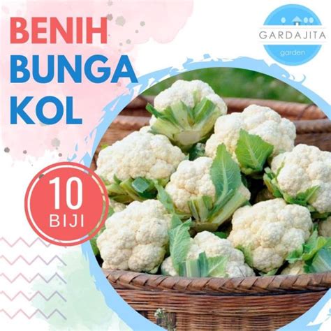 Benih CAULIFLOWER Isi 10 Biji Bibit Sayur Kembang Kol Lazada Indonesia