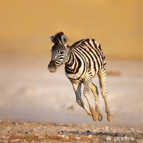 Poster Baby zebra running - PIXERS.US