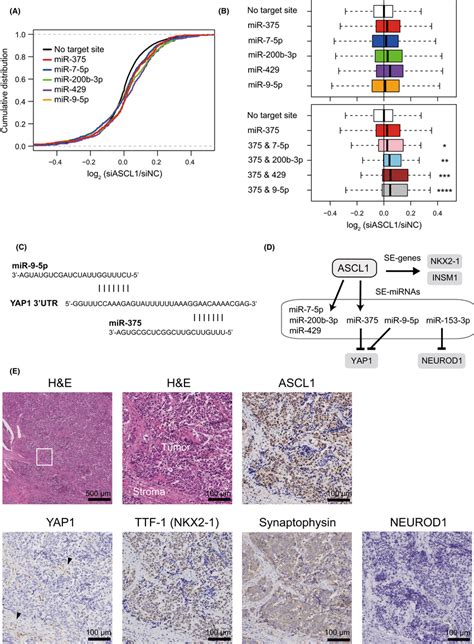 Yesassociated Protein 1 YAP1 Is A Common Target Of MiR95p And