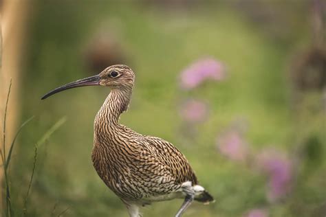 Studies Conflict Over How To Help Curlews Shooting Uk