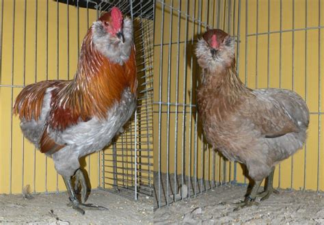 Gallina Araucana 】características Crianza Huevos Y Mas