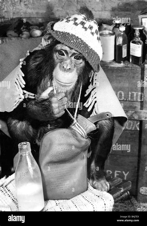 Chessington Zoo 1950s Black And White Stock Photos And Images Alamy