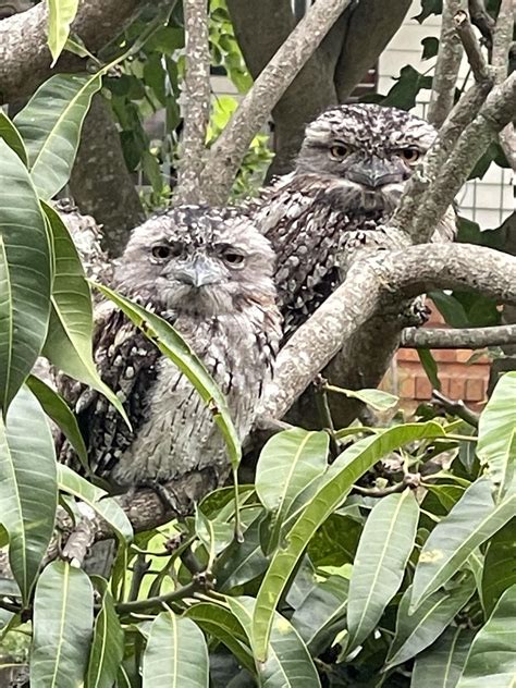 Our new garden residents : r/AustralianBirds