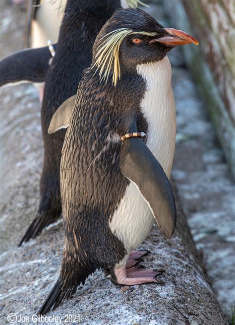 Edinburgh Zoo - Penguins Joe Gilhooley Photography