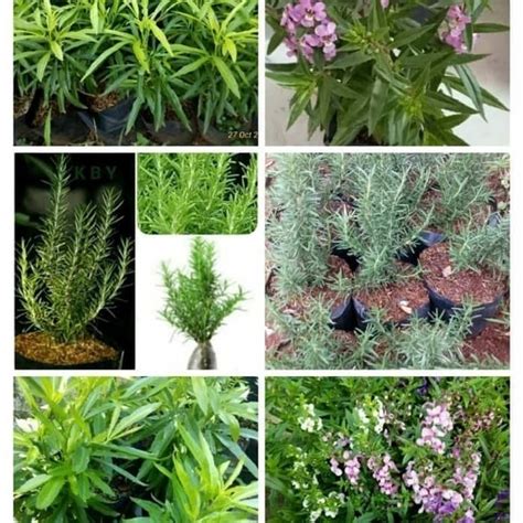 Jual Pusat Paket Tanaman Pengusir Nyamuk Rosemary Lavender Di