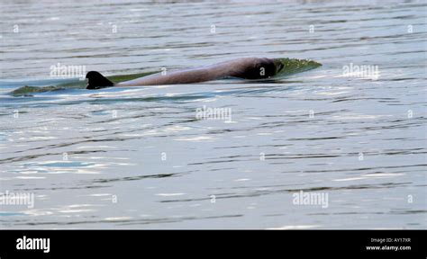 Mekong river dolphin at Kampi,Cambodia Stock Photo - Alamy