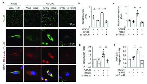 Korean Red Ginseng Extract Krge Induces Mitochondrial Membrane