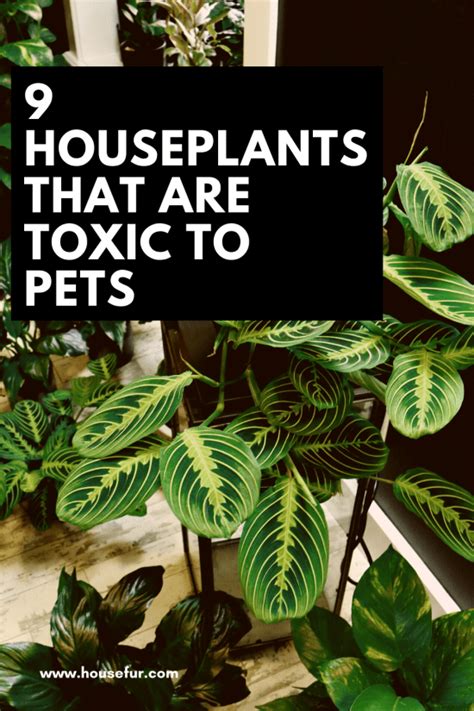 A List Of Common Houseplants That Are Toxic To Pets