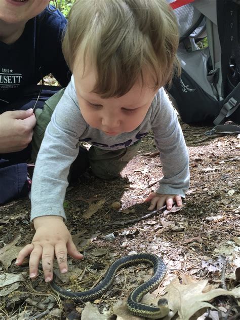 Snakes In Mississippi 8