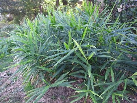 Filezingiber Officinale