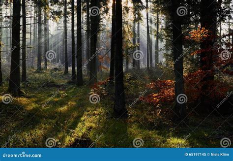 Autumn Morning In Rold Skov Denmark Stock Image Image Of Magic Foggy