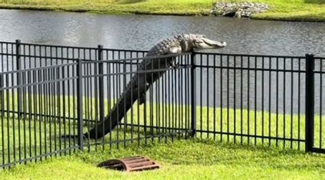 Alligator Filmed Climbing In A Fence In South Carolina