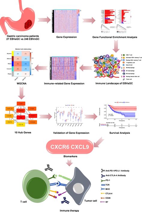 Frontiers Exploration Of The Tumor Immune Landscape And