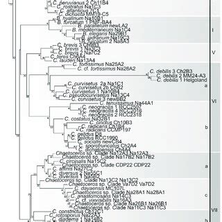 Maximum Likelihood Tree Inferred With Raxml From Partial S Sequences