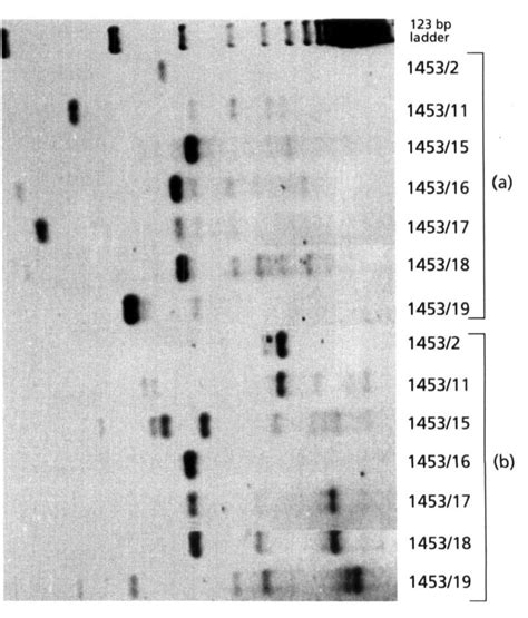 Extended Hipl-primed PCR products obtained for the N. ellipsosporurn ...
