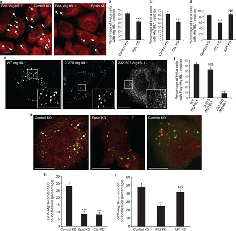 Influence Of Clathrin Mediated Endocytosis On Atg16l1 Positive