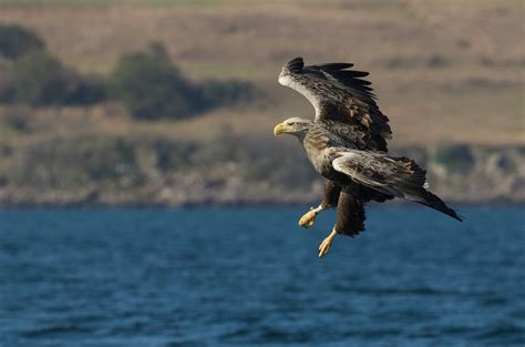 Report Details Mixed Fortunes For The UKs Rare Breeding Birds Inside