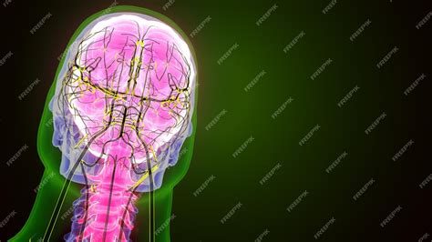 Premium Photo | Human brain anatomy 3d illustration