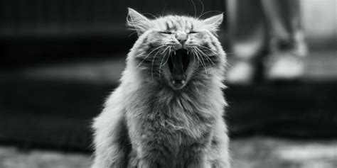 Why is My Cat Sneezing? - Causes, Symptoms, and Treatments