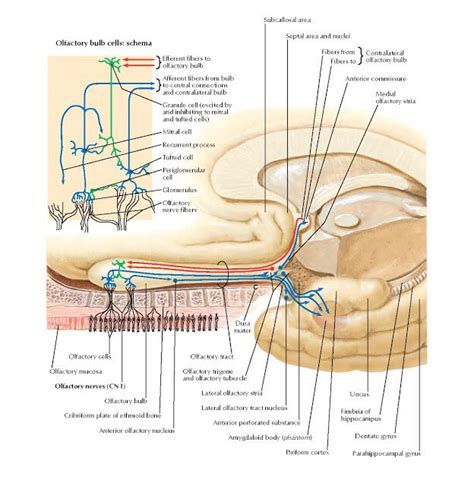 Olfactory Nerve (CN I): Schema Anatomy Efferent fibers to olfactory ...