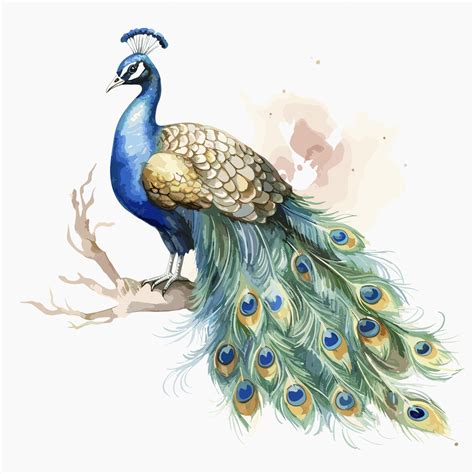 Premium Vector Colorful Peacock Illustration Isolated On A White