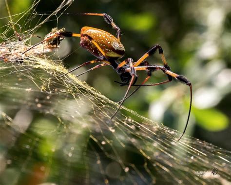 Arachnids Animals Beautiful Alien Spider Insects Tattoo Aesthetic