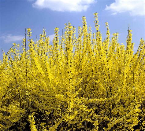 11 Shrubs That Flower In Early Spring Shrubs Types Of Shrubs