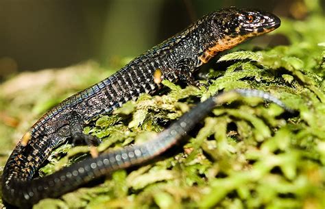 Descubren Especie De Lagartija En El Santuario Hist Rico Machu Picchu