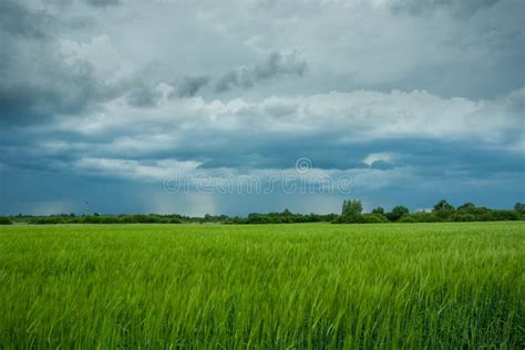 Nuvens E Chuva Escuras De Tempestade Sobre Um Campo Gr O Verde Foto