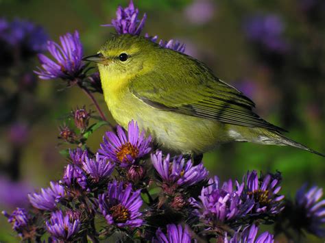 Máistir Nádúraí: Two Warblers & Two Sparrows