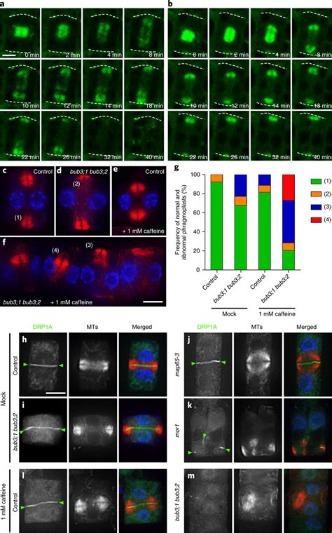 BUB3 Plays A Role In Phragmoplast Microtubule Reorganization A