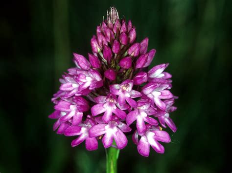 La Flora Del Parco Parco Nazionale D Abruzzo Lazio E Molise