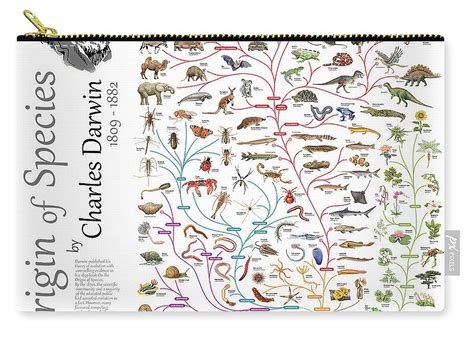 Origin Of Species By Charles Darwin 洋書