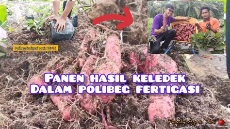 PANEN HASIL KELEDEK DALAM POLIBEG FERTIGASI AMAT MEMUASKAN YouTube