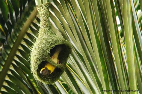 38 best images about Weaver Bird Nests on Pinterest | Sri lanka, The ...