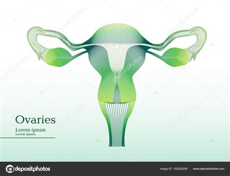 Abstract Green Illustration Of Anatomical Ovaries Stock Vector Image By