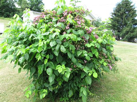 Getting Rid Of Poison Ivy What Grows There Hugh Conlon