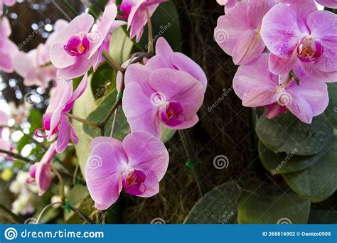 Pink Phalaenopsis Or Moth Dendrobium Orchid Flower Stock Photo Image