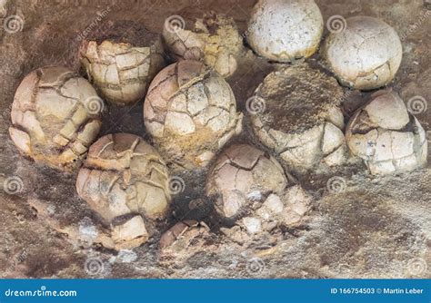 Dinosaur Eggs With New Born Reptiles Prehistoric Scene Photo Museum Display Editorial Image